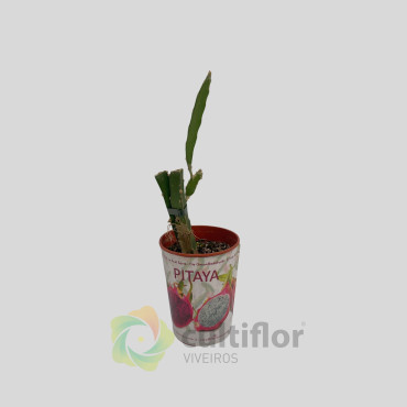 Hylocereus undatus - Pitahaya Roja Hylocereus undatus - Pitahaya Roja