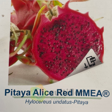 Hylocereus undatus - Pitahaya Roja Hylocereus undatus - Pitahaya Roja