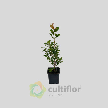 Eugenia myrtifolia "Newport" Eugenia myrtifolia "Newport"