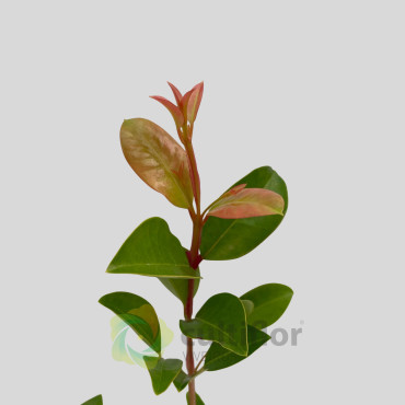 Eugenia myrtifolia "Newport" Eugenia myrtifolia "Newport"