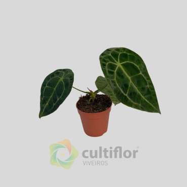 Anthurium forgetii x nigrolaminum