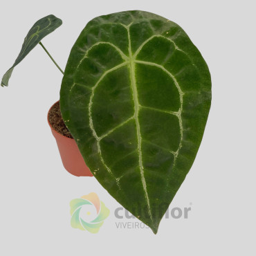 Anthurium forgetii x nigrolaminum