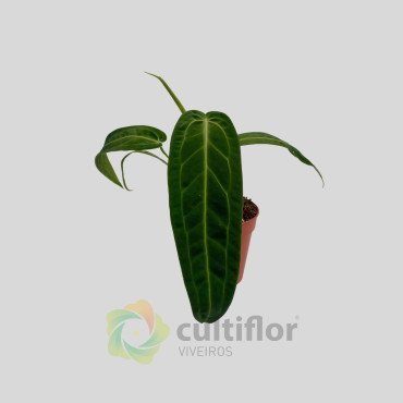 Anthurium warocqueanum v12cm