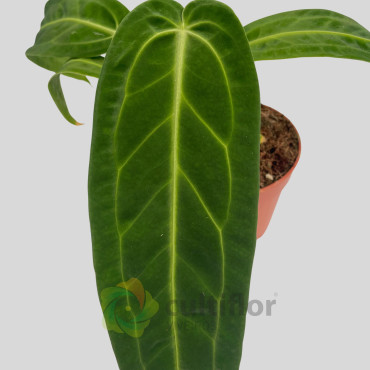 Anthurium warocqueanum v12cm