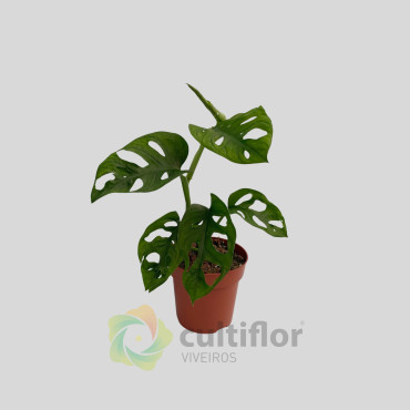 Monstera adansonii