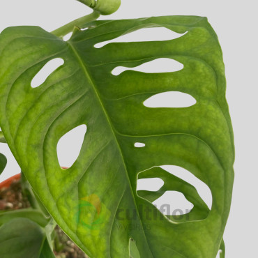 Monstera adansonii