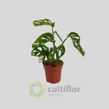 Monstera adansonii Variegata