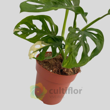 Monstera adansonii Variegata