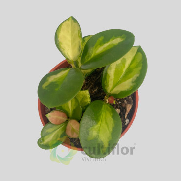 Hoya australis "Tricolor"