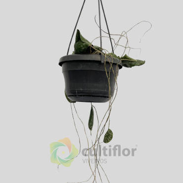 Hoya imbricata Hoya imbricata