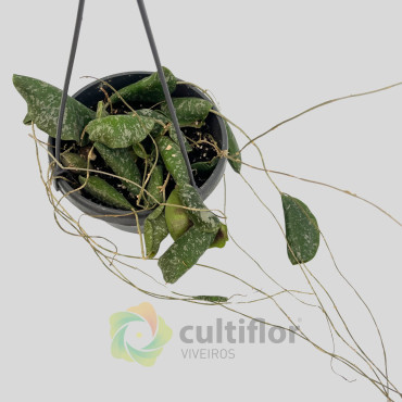 Hoya imbricata Hoya imbricata