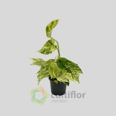 Epipremnum aureum "Marble Queen" Epipremnum aureum "Marble Queen"