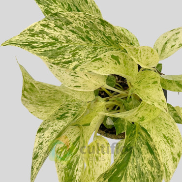 Epipremnum aureum "Marble Queen" Epipremnum aureum "Marble Queen"