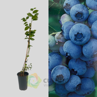 Mirtilo Vaccinium corymbosum - Bluecrop Mirtilo Vaccinium corymbosum - Bluecrop