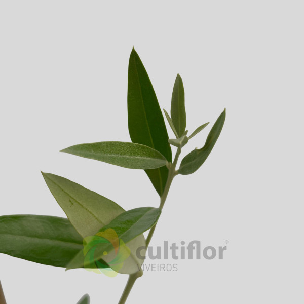 Olivo - Olea europaea - Galega