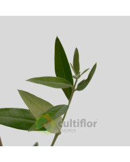 Oliveira - Olea europaea - Galega