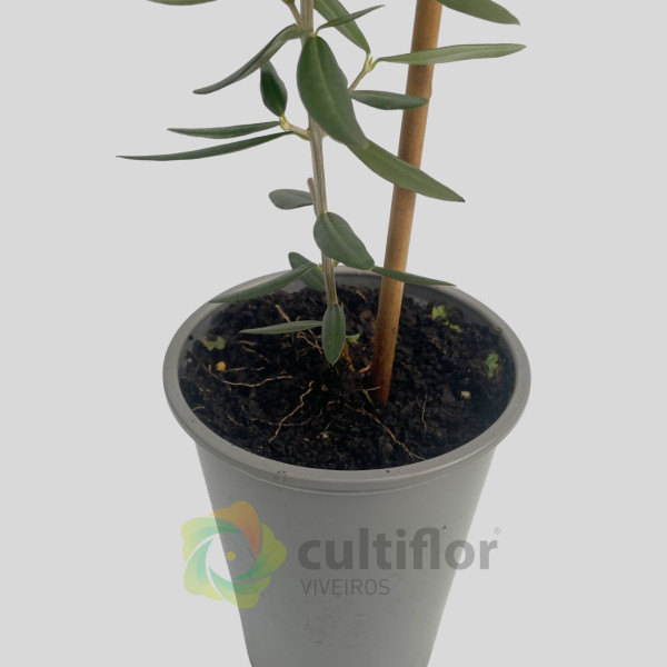 Oliveira - Olea europaea - Galega