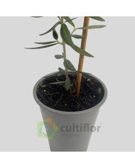 Oliveira - Olea europaea - Galega