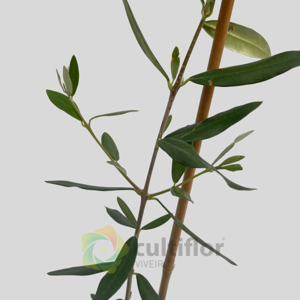 Oliveira - Olea europaea - Galega