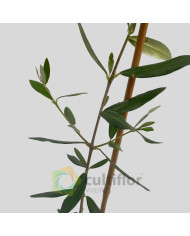 Oliveira - Olea europaea - Galega