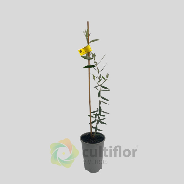 Olivier - Olea europaea - Galega