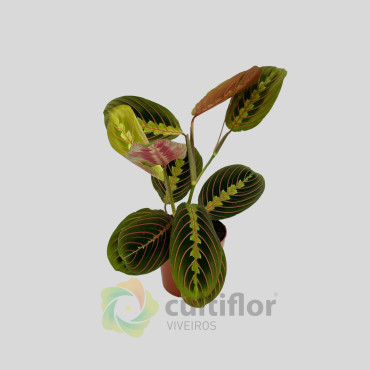 Maranta leuconeura "Fascinator Tricolor" Maranta leuconeura "Fascinator Tricolor"