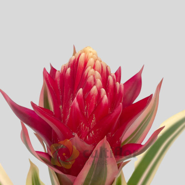 Guzmania Hybrid Guzmania Hybrid
