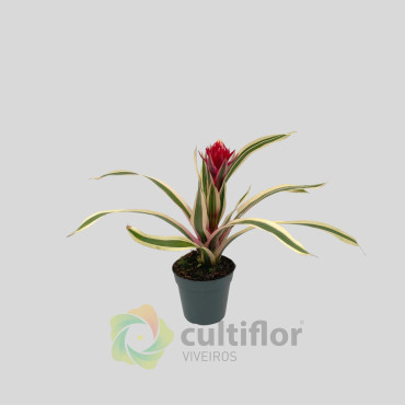 Guzmania Hybrid Guzmania Hybrid