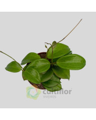 Hoya quinquenervia Hoya quinquenervia