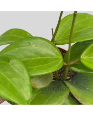 Hoya quinquenervia Hoya quinquenervia