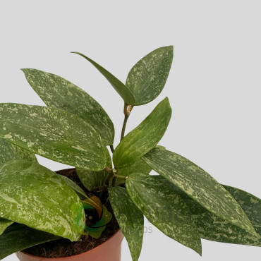 Hoya rangsan "Splash" Hoya rangsan "Splash"