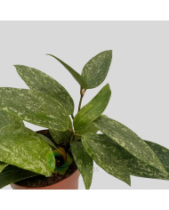 Hoya rangsan "Splash" Hoya rangsan "Splash"