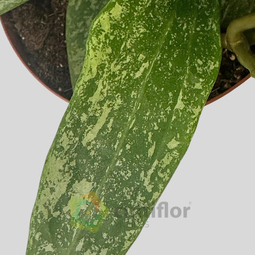 Hoya rangsan "Splash" Hoya rangsan "Splash"