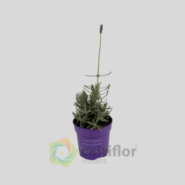 Lavandula angustifolia v10.5cm Lavandula angustifolia v10.5cm
