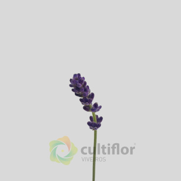 Lavandula angustifolia v10.5cm Lavandula angustifolia v10.5cm