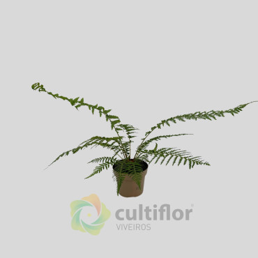 Dicksonia antarctica Dicksonia antarctica