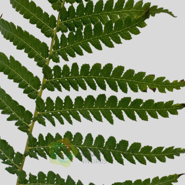 Dicksonia antarctica Dicksonia antarctica