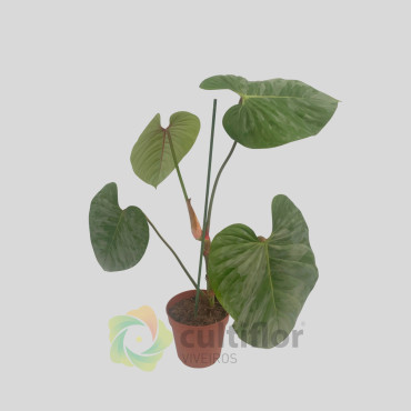 Philodendron sodiroi