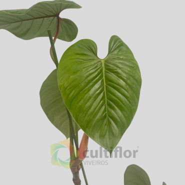 Philodendron sodiroi