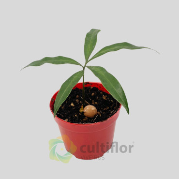 Cycas simplicipinna Cycas simplicipinna