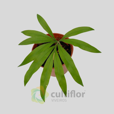 Cycas debaoensis Cycas debaoensis