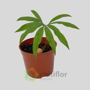 Cycas debaoensis Cycas debaoensis