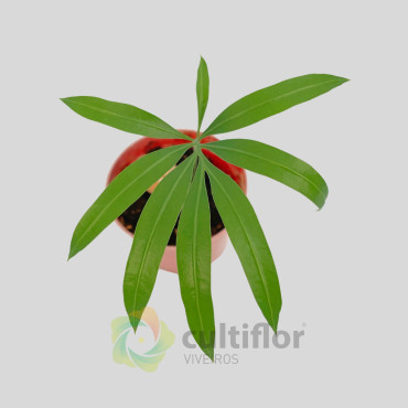 Cycas pranburiensis