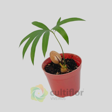 Cycas pranburiensis
