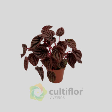 Peperomia caperata "Red Luna" Peperomia caperata "Red Luna"