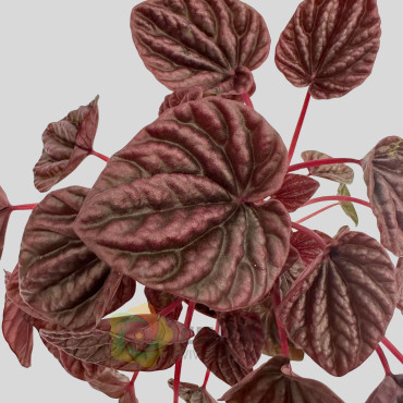 Peperomia caperata "Red Luna" Peperomia caperata "Red Luna"