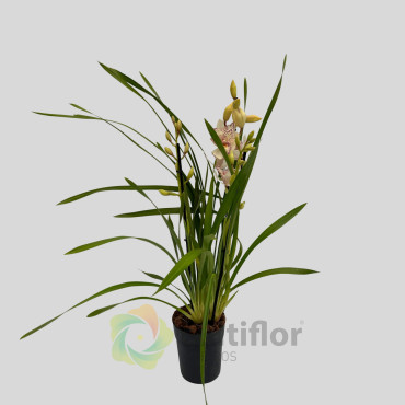 Cymbidium - Flamingo Pelórico Cymbidium - Flamingo Pelórico