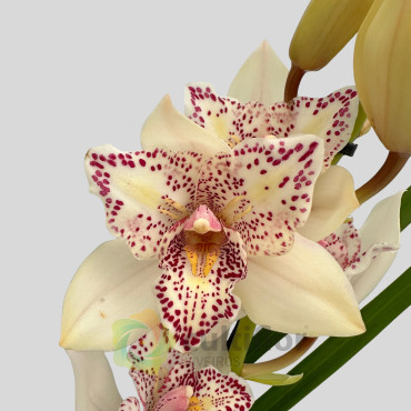 Cymbidium - Flamingo Pelórico Cymbidium - Flamingo Pelórico
