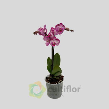 Phalaenopsis 5 Phalaenopsis 5