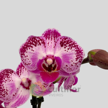Phalaenopsis 5 Phalaenopsis 5